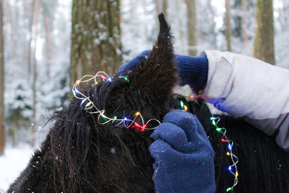 Zdjęcie 2 kotków w świątecznych ubrankach na tle kominka i choinek + zdjęcie ucha i fragmentu grzywy czarnego konia na tle ośnieżonego lasu, widoczne też 2 ręce w rękawiczkach,zaczepiające na uchu konia kolorowe światełka Led. Oba zdjęcia pochodzą z bazy pixabay.com